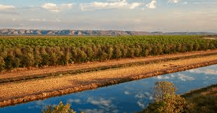 Quintis sandalwood saga: A complete failure of corporate governance Quintis sandalwood saga: A complete failure of corporate governance